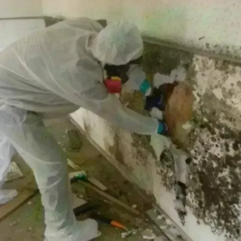 Mold Remediation and Removal in Saint Martin Parish, LA